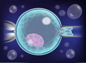Egg being fertilised