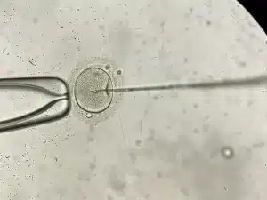 Needle being injected into egg