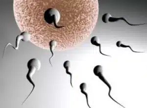 Sperm accessing an egg