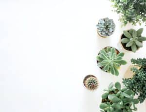 Multiple plants in pots